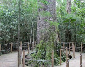 THE BIG TREE