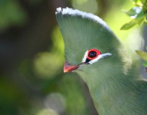 TSITSIKAMMA BIRD WATCHING